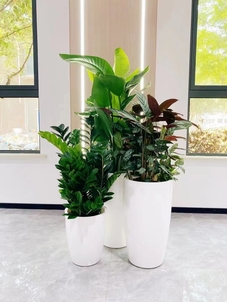 租花木来宁波镇海这家公司，体验优质服务！